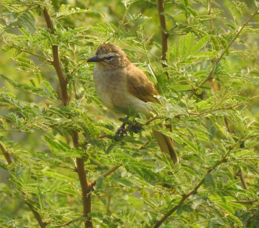 राजस्थान से नई पक्षी प्रजाति व्हाइट-ब्रोड बुलबुल की हुई खोज